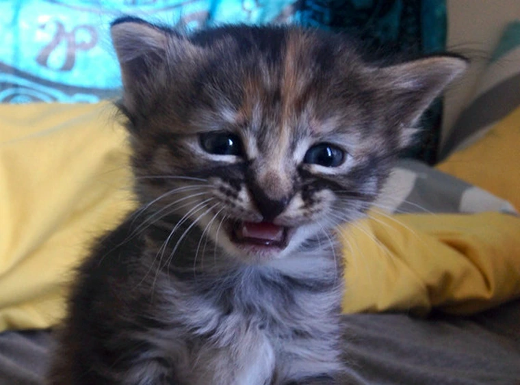 The Crying Cat Meme: Why This Tearful Feline Became the Internet’s Favorite Emotional Expression